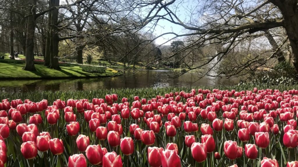 tulips in Amsterdam