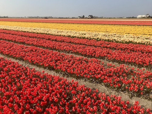 tulip fields