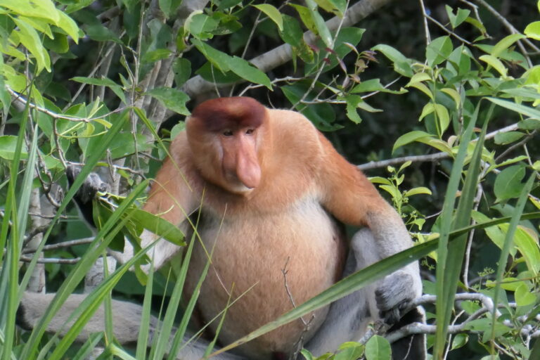 Monkeys in Borneo become an international teacher