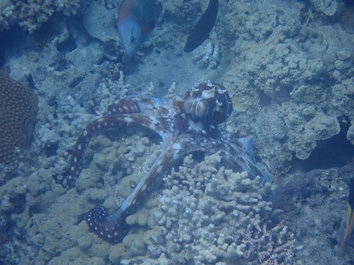 Octopus snorkeling year off