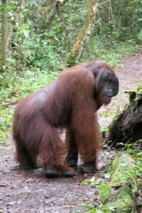 orangutan Borneo