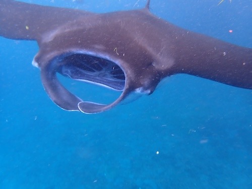 snorkeling Nusa