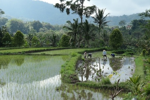 Things to do rice fields tour