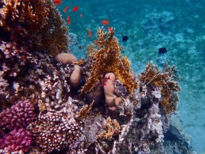 snorkel Red Sea