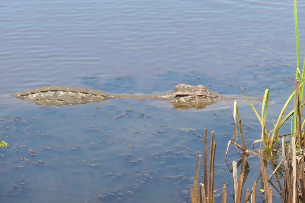 crocodile at Crocodile Lake