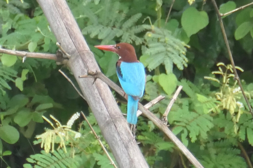 kingfisher on boat safari