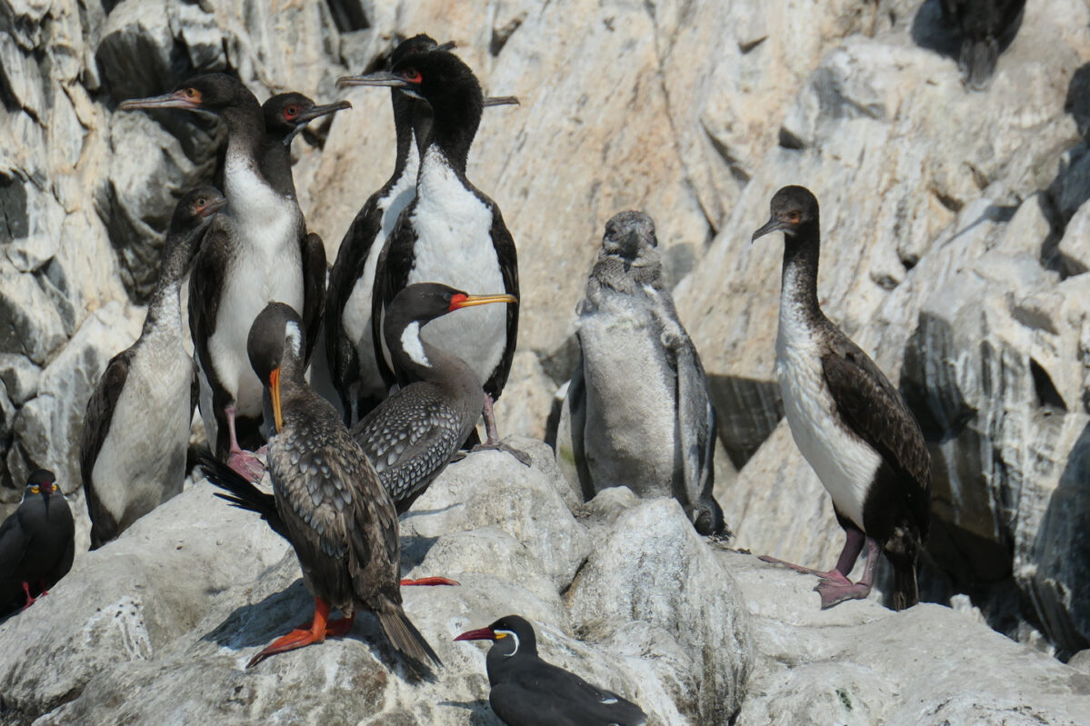 "Poor Man's Galapagos" penguins Peru