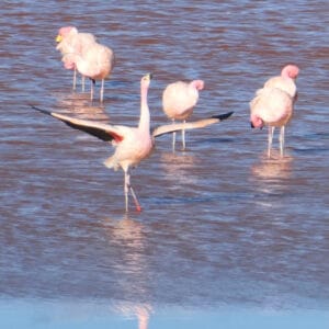 Bolivian salt flats